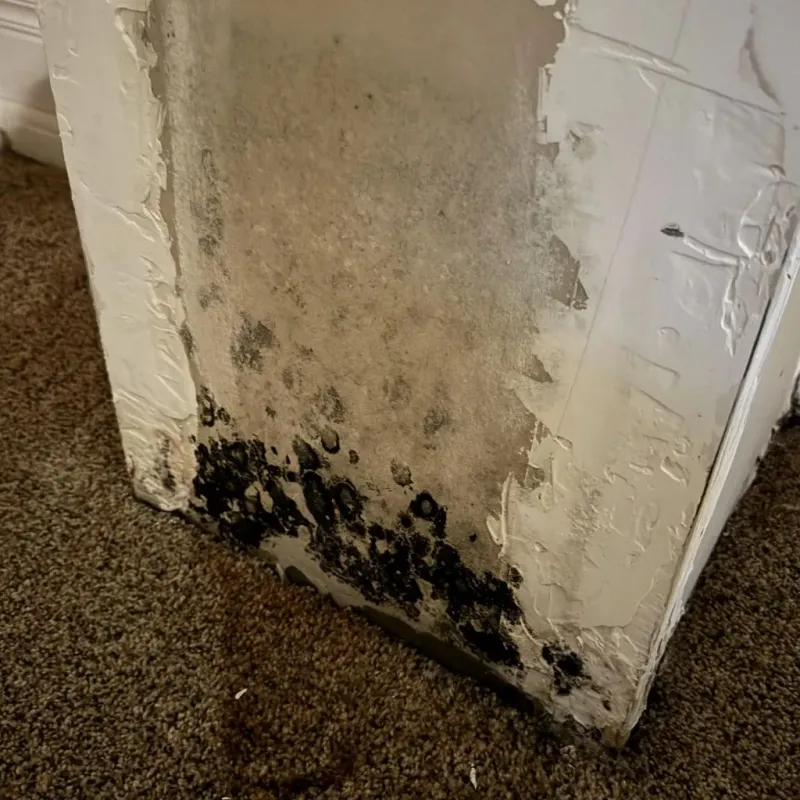 Professional Mold Removal in Slater-Marietta, SC